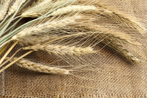 Bundle of the wheat ears on sack