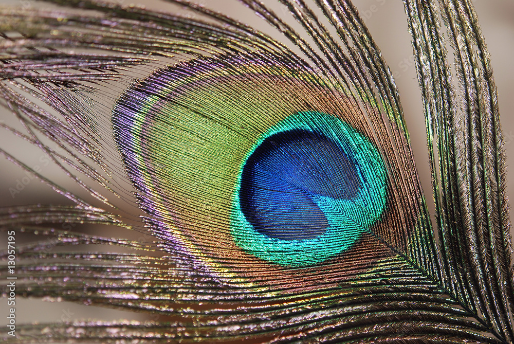 Obraz premium Feather