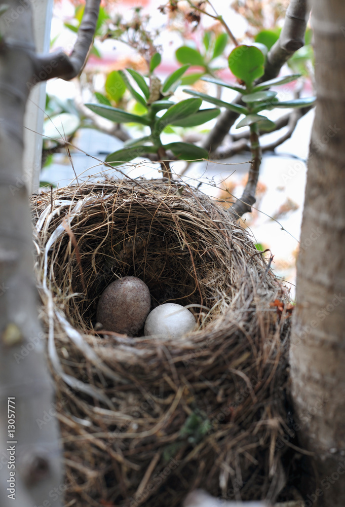 Bird's nest with two eggs inside in vertical Bird's nest with two eggs inside in vertical