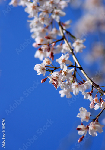 Canvastavla サクラ