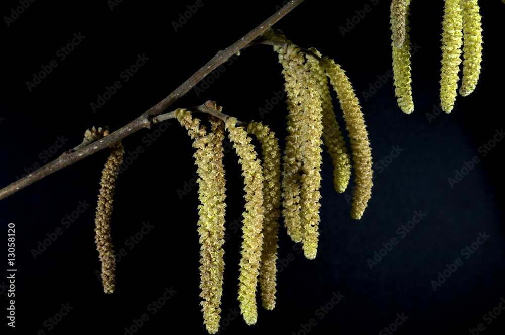 Naklejka premium Haselnusskaetzchen, Pollen