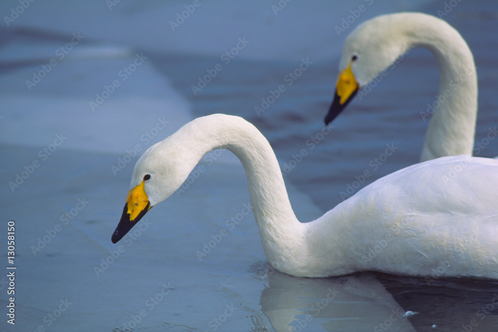 Obraz premium オオハクチョウ