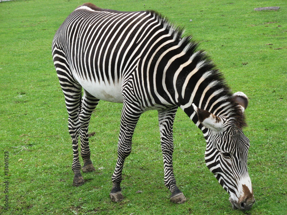 Obraz premium Zebra