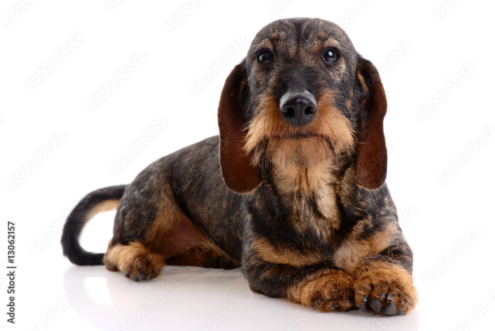 dachshund  isolated on white background