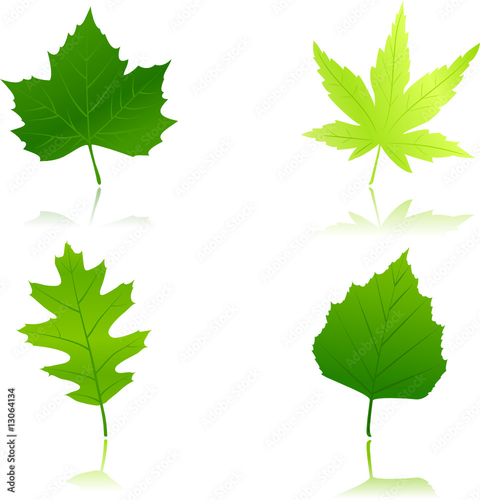 Green maple, chestnut, oak and beach leaves