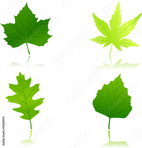 Green maple, chestnut, oak and beach leaves