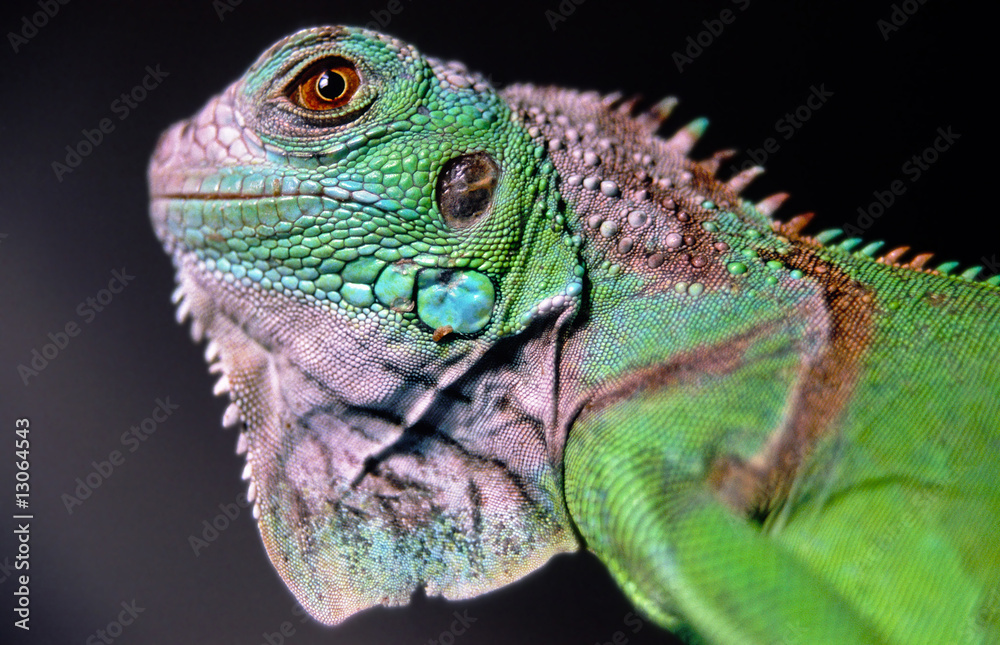 Grüner Leguan Grüner Leguan