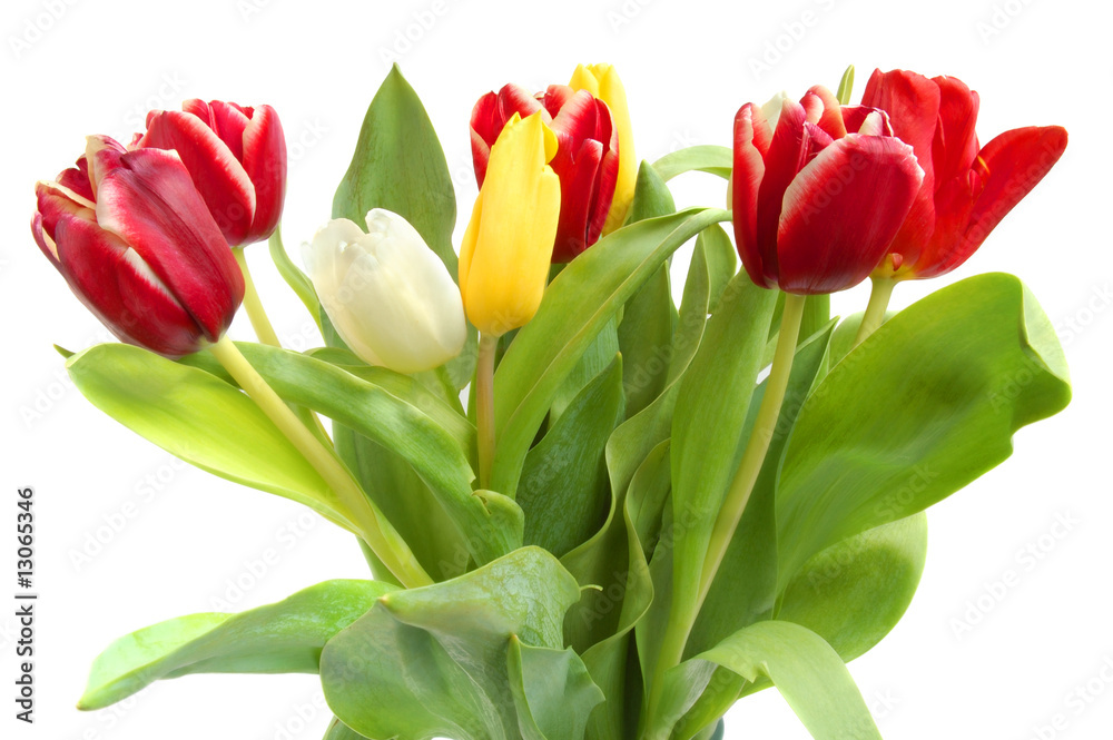 Colored tulips Colored tulips