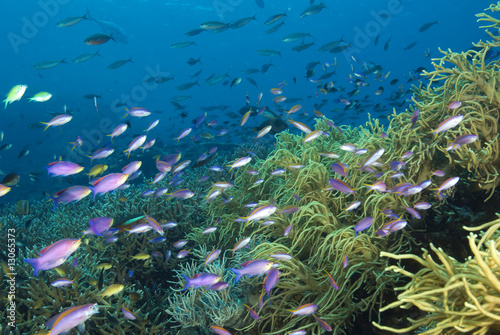 Colorful reef scenic Komodo National Park