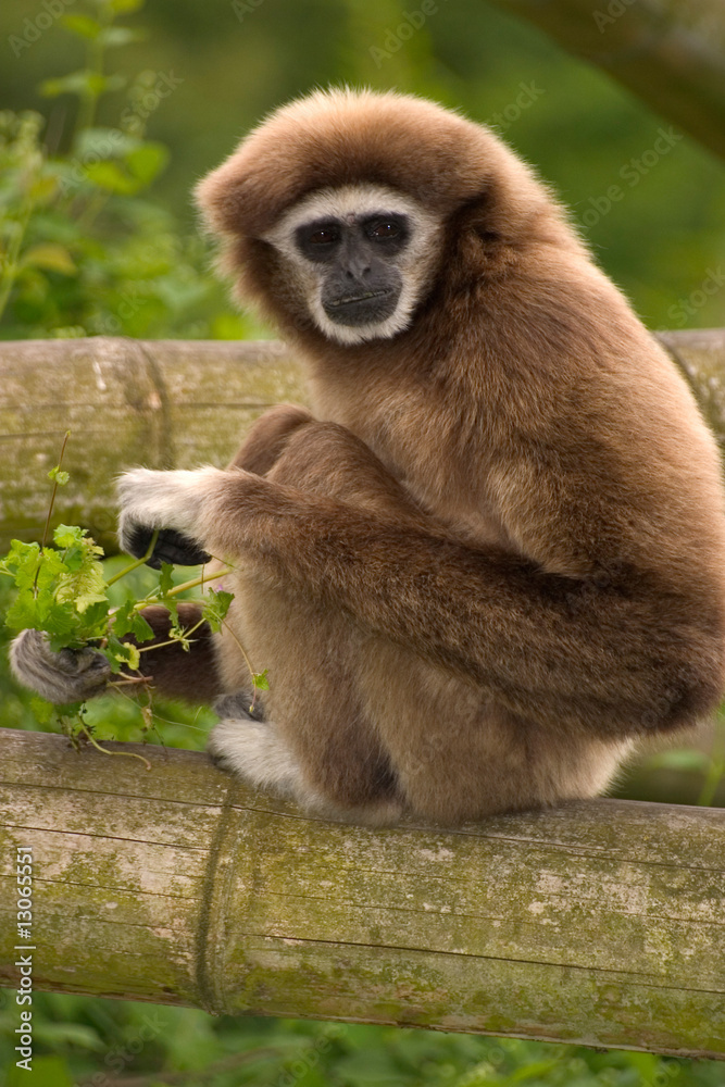 Gibbon Gibbon