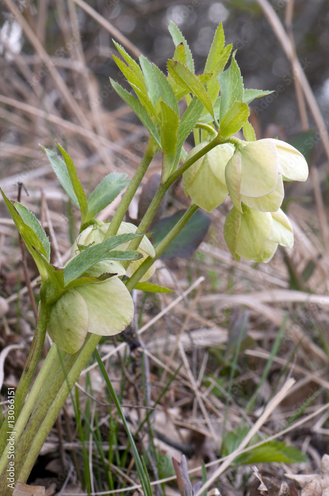 Obraz premium Green Hellebore