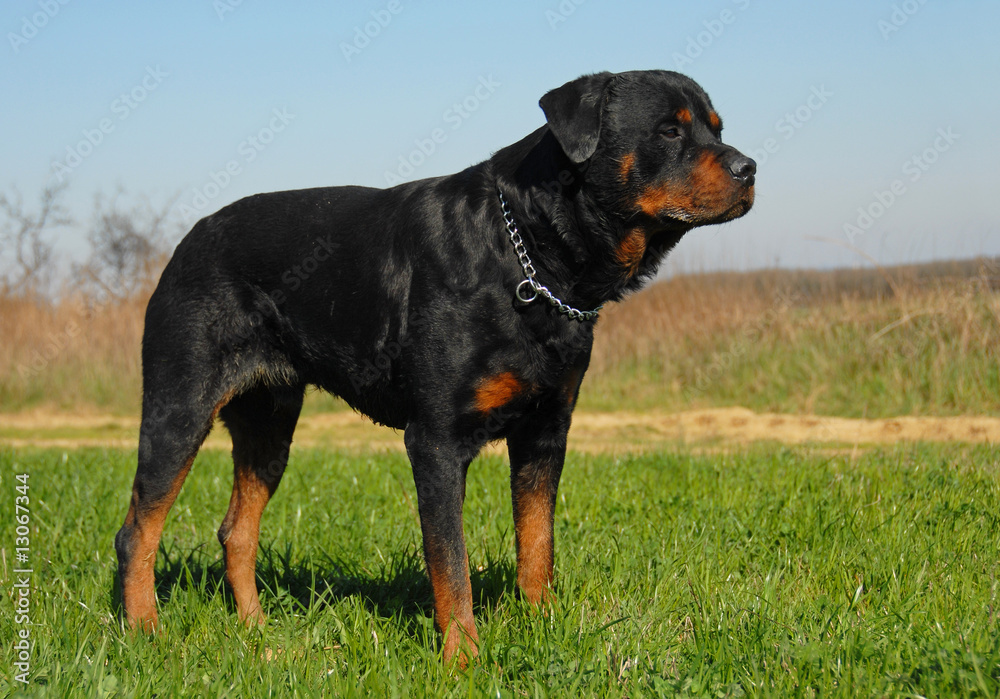 rottweiler rottweiler