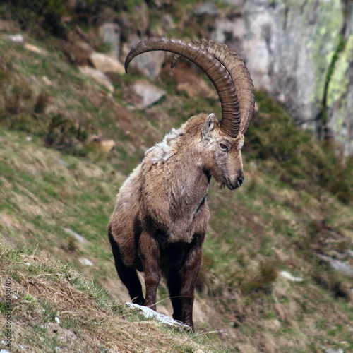 Alter Steinbock