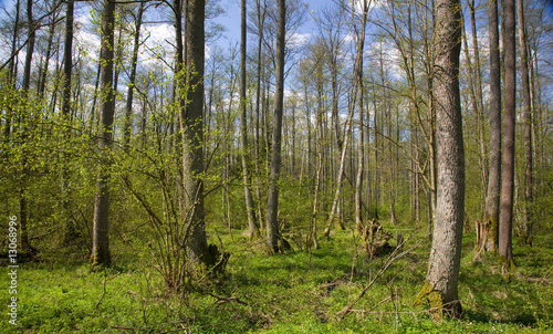 Deciduous stand of Bialowieza Forest  Reserve at springtime day
