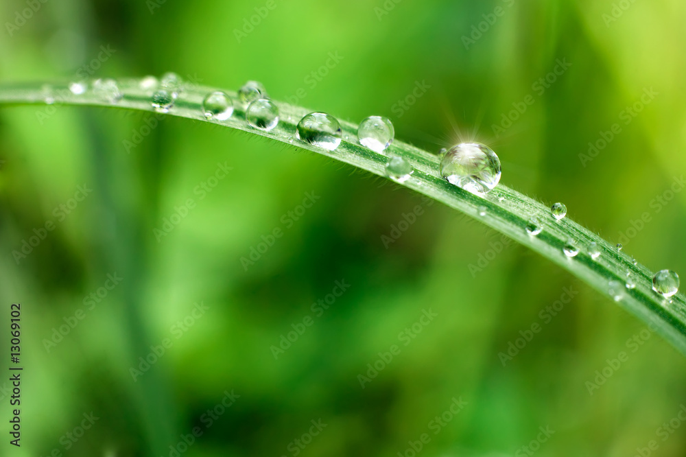 drops on fresh grass drops on fresh grass