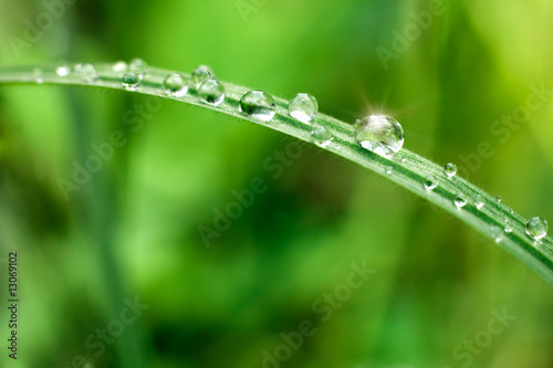 drops on fresh grass