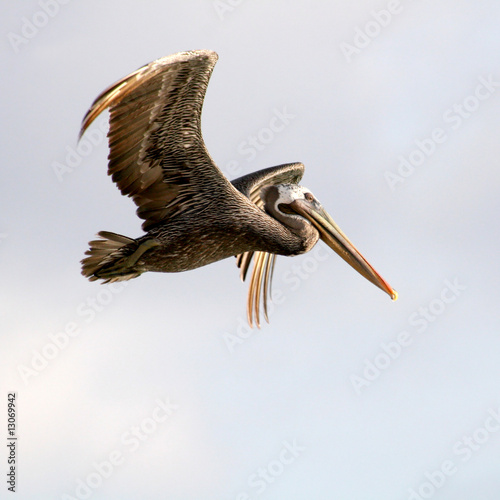 Fliegender Pelikan