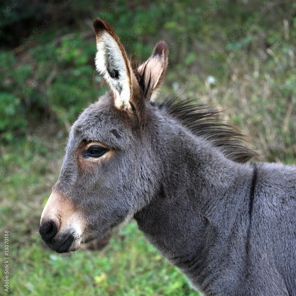 Fototapeta premium Ansicht eines jungen Esels