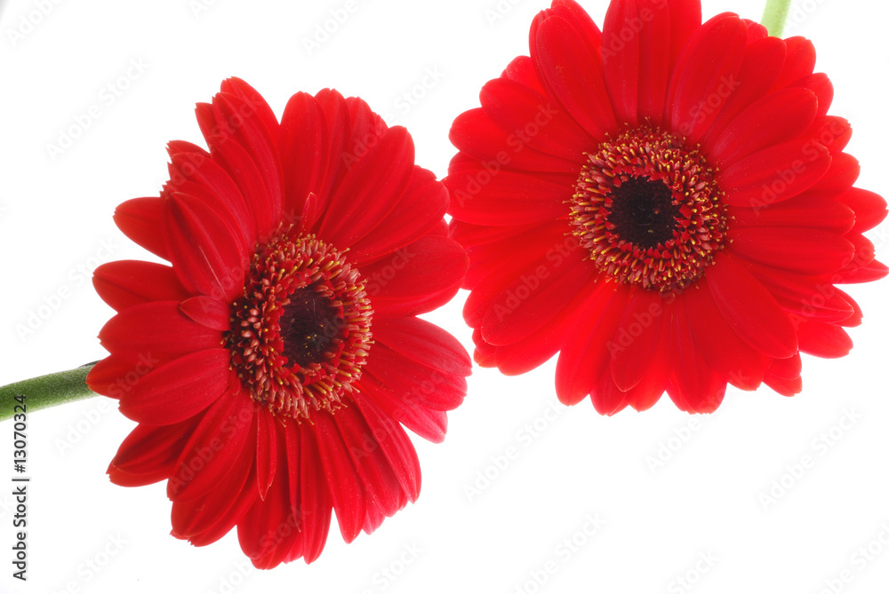 red gerber flowers red gerber flowers