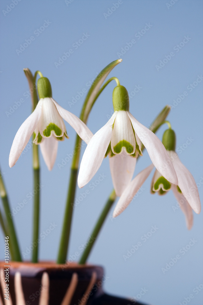 Fototapeta premium snowdrop flowers