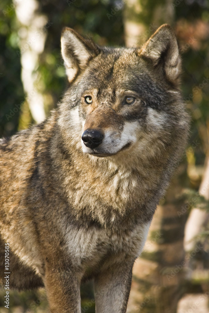 Grey wolf between birch trees in winter sun Grey wolf between birch trees in winter sun