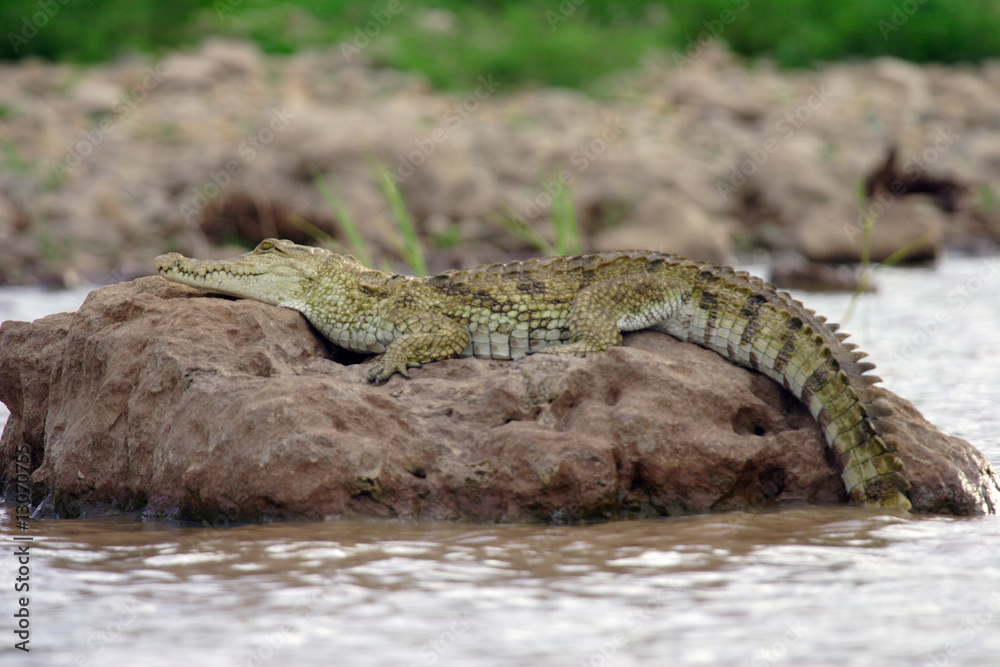 Naklejka premium Crocodile du Nil - Samburu - Kenya