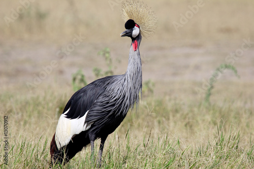 Grue royale - Amboseli - Kenya
