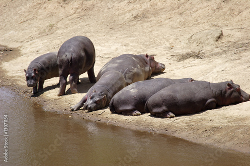 Hippopotames - Masa   Mara - Kenya