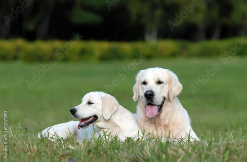 Labrador retriver. best of breed