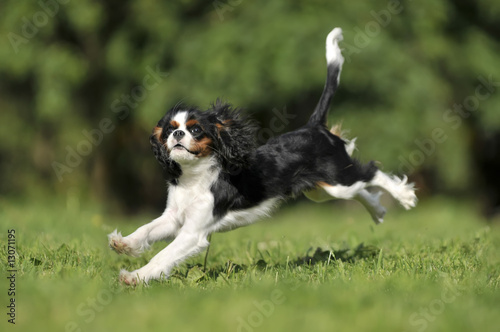 KING CHARLES SPANIEL