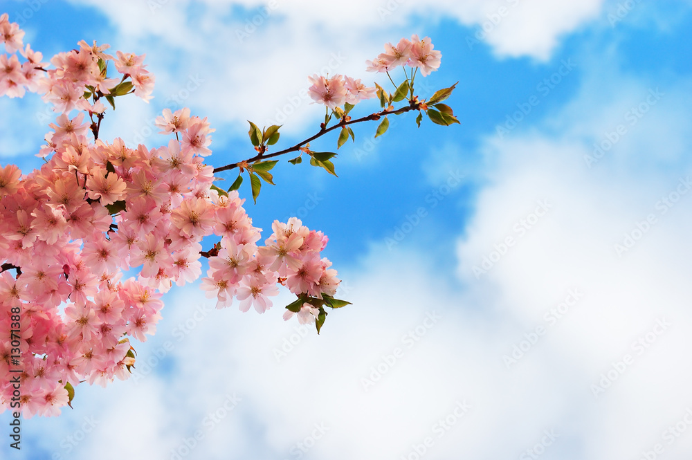 Obraz premium Blooming cherry tree branches against a cloudy blue sky