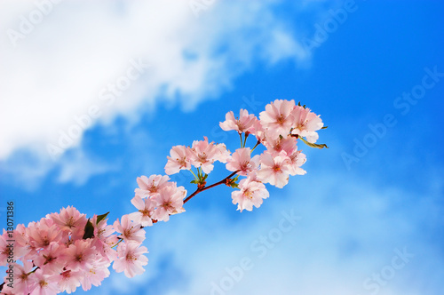 Blooming cherry tree branch against a cloudy blue sky