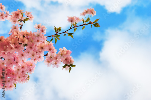 Fotografering Blooming cherry tree branches against a cloudy blue sky
