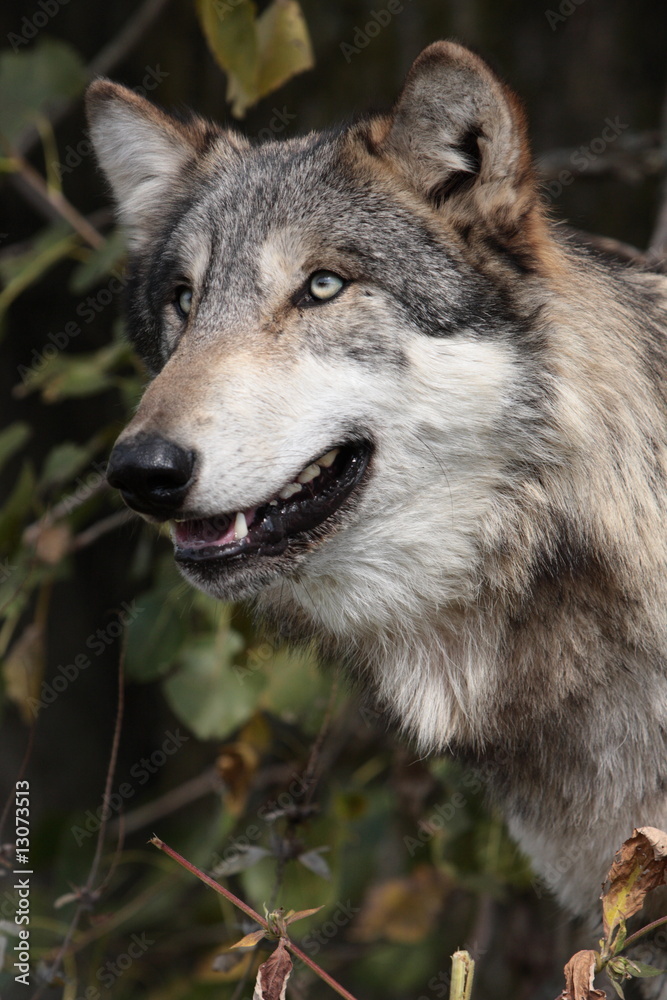 Gray Wolf (Canis Lupus)