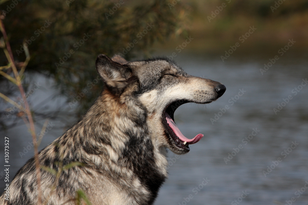 Fototapeta premium Gray Wolf (Canis Lupus)