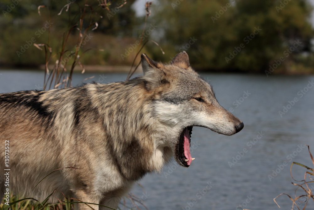 Fototapeta premium Gray Wolf (Canis Lupus)