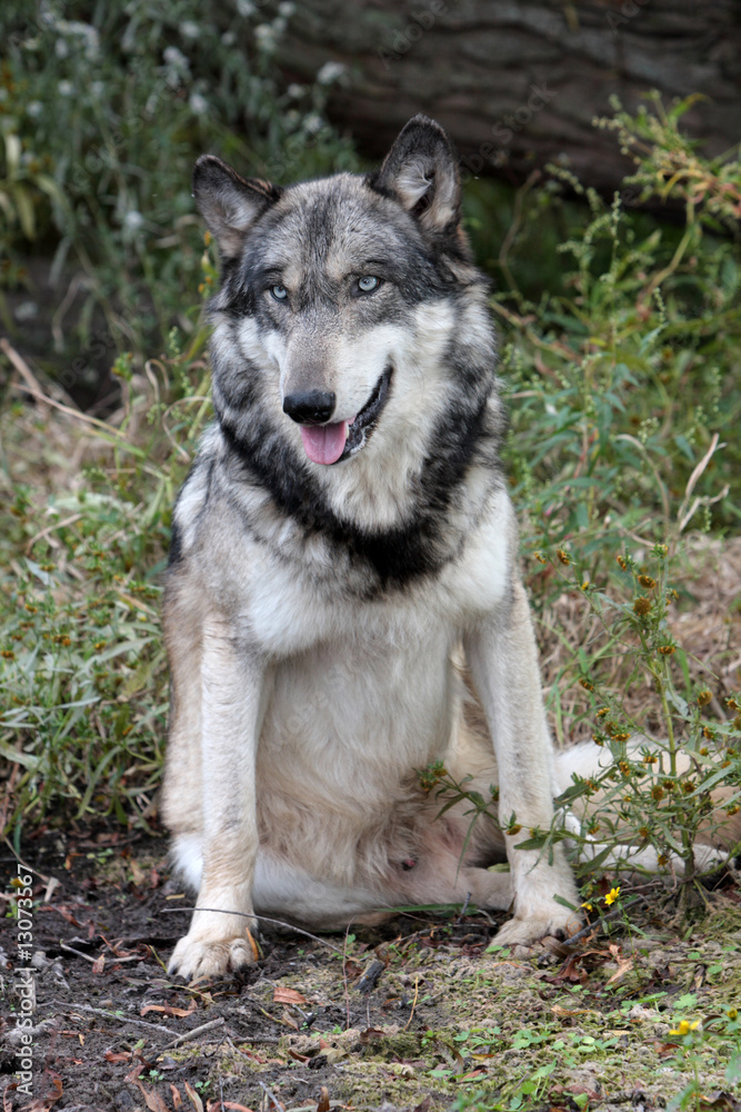 Gray Wolf (Canis Lupus)