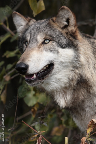 Gray Wolf  Canis Lupus 