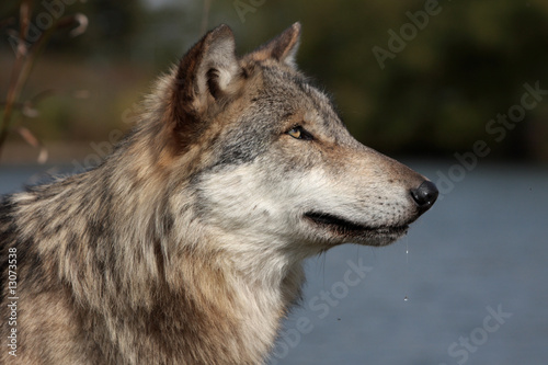 Gray Wolf  Canis Lupus 