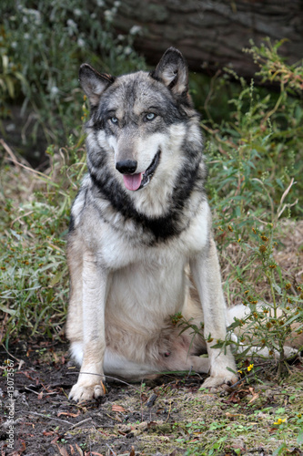 Gray Wolf  Canis Lupus 