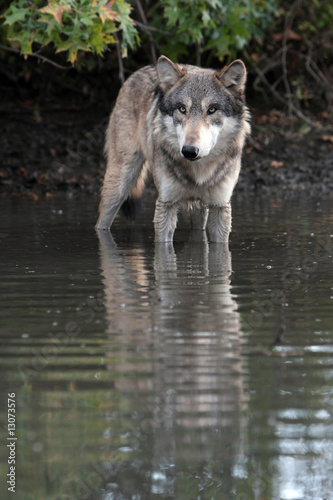Gray Wolf (Canis Lupus)