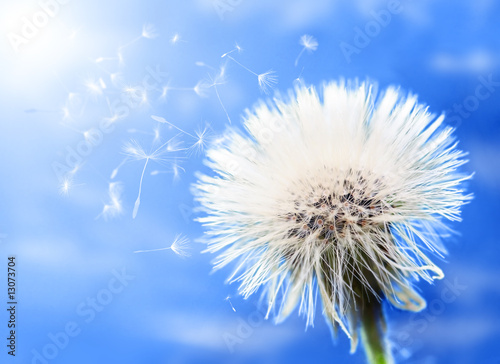 Dandelion portrait