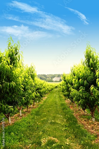Orchard in spring