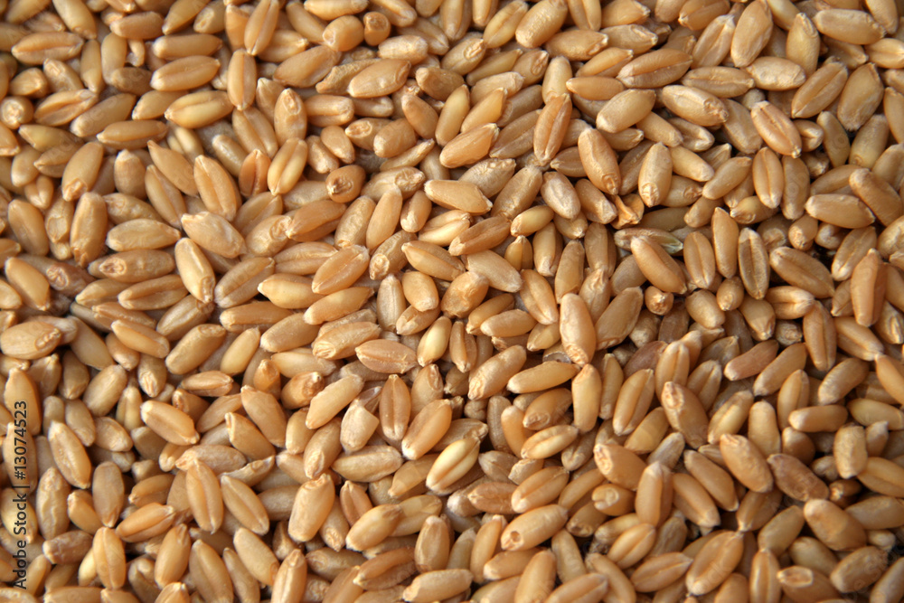 Grains of cereal wheat used in making flour for bread, etc Grains of cereal wheat used in making flour for bread, etc
