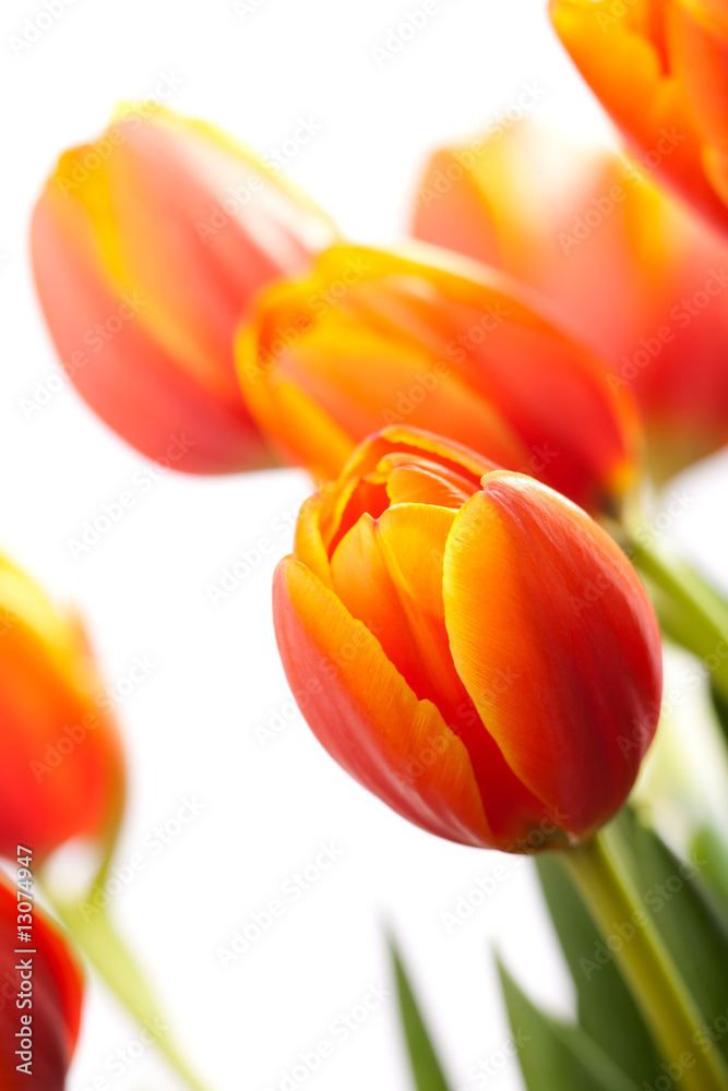 Spring tulips