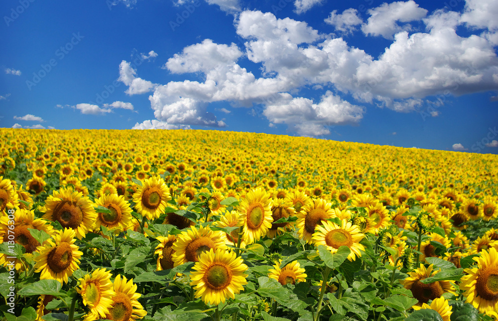 Obraz premium sunflower field