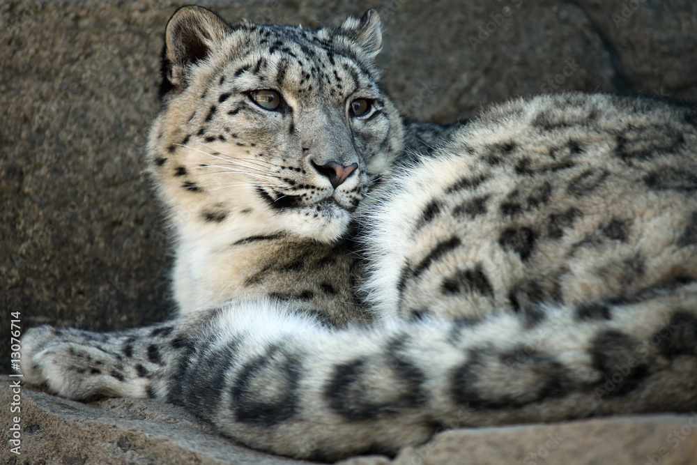 Naklejka premium Curious Snow Leopard