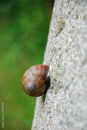 snail creeping up