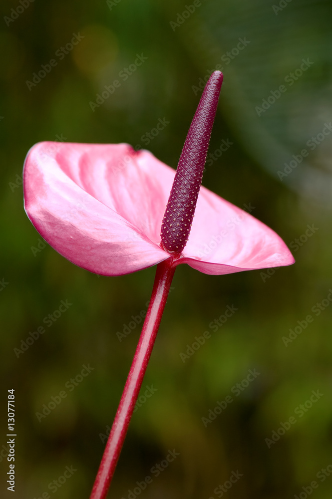Purple flamingo flower