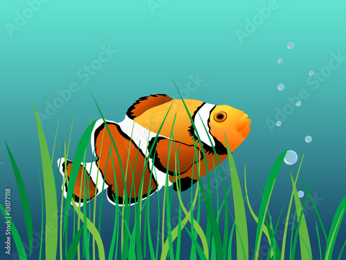 Clown fish illustrated
